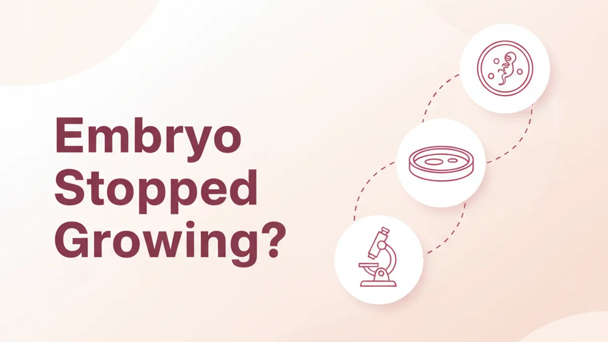 Embryo Arrest: Why Development Stops