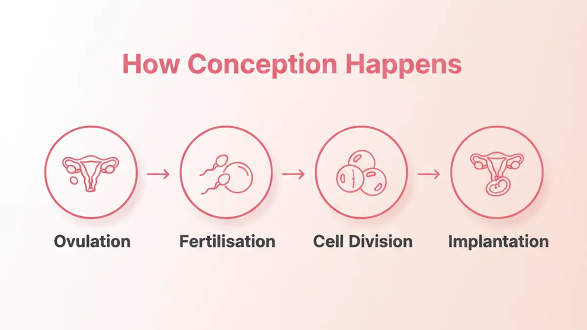 How conception happens step by step — ovulation, fertilisation, cell division, and implantation in the uterus