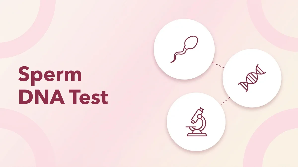 Sperm DNA Fragmentation Test Explained