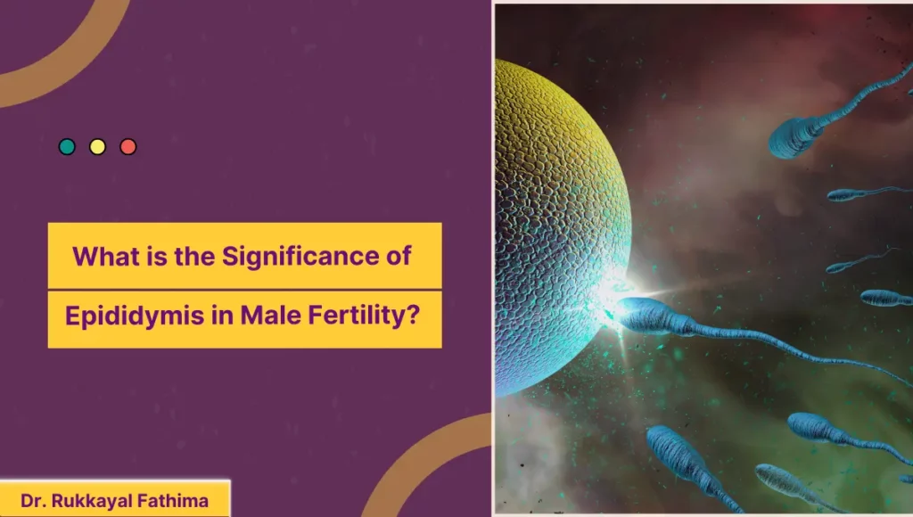 Image of What is the Significance of Epididymis in Male Fertility