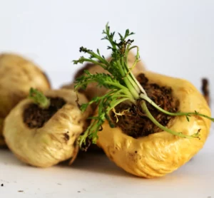 Maca Roots - Food to Improve Sperm Count