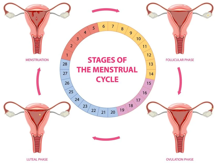stages-menstrual-cycle