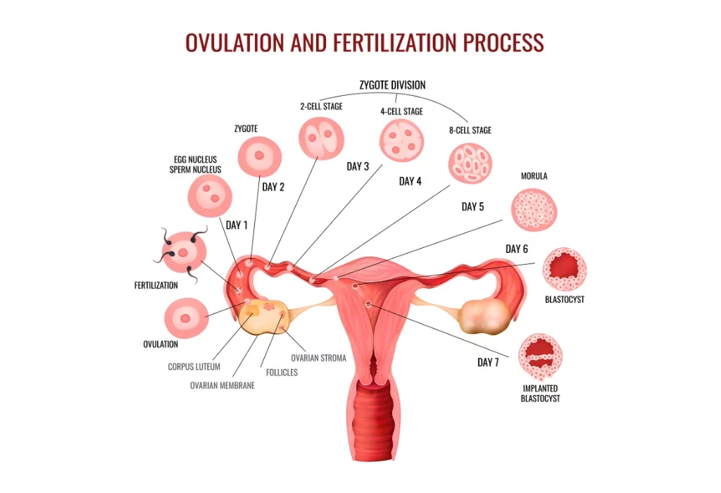 Oocyte Fertilization And Embryo Culture